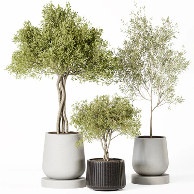 Indoor Plant Set 019 — Ver 5