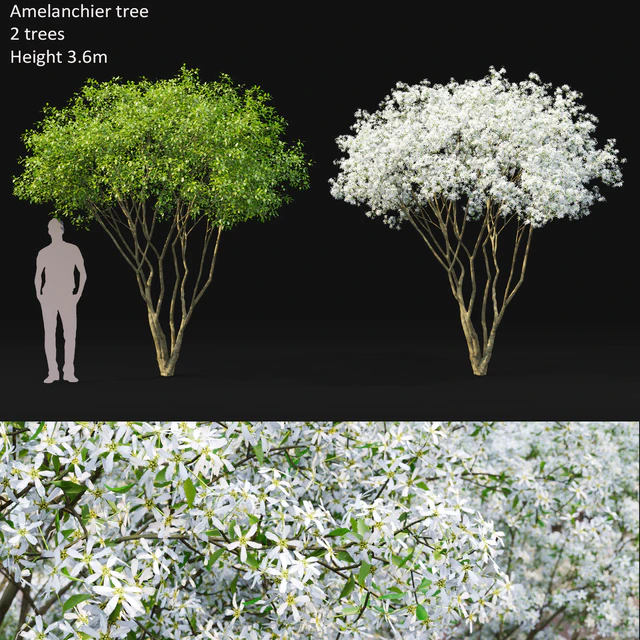 Amelanchier — Скачать