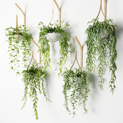 Ampelous plants in white hemispheres of pots — Ver 3