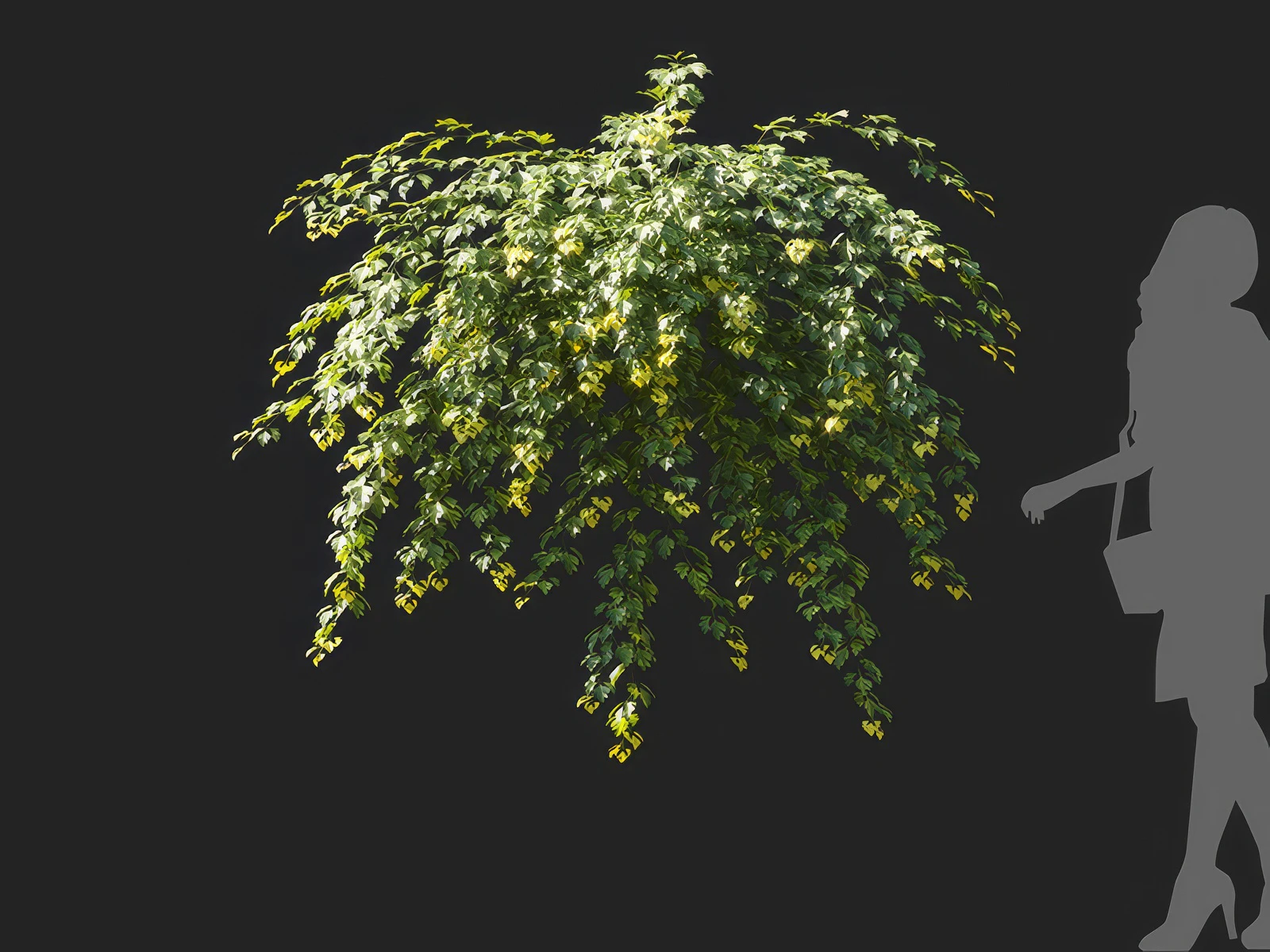 cissus rhombifolia 004 — Скачать
