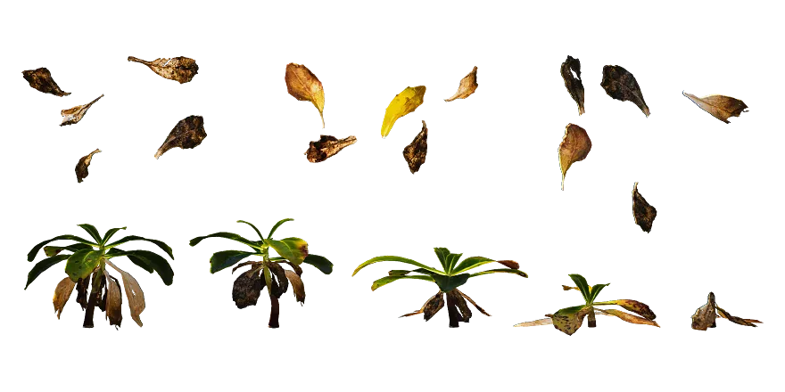 ground cover 001 — Descargar