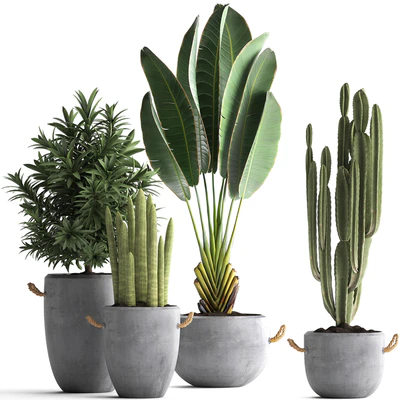 Collection of small plants in black concrete pots from Ravenala, concrete flowerpot, Cereus, cactus, oleander. Set 434. — Ver 1