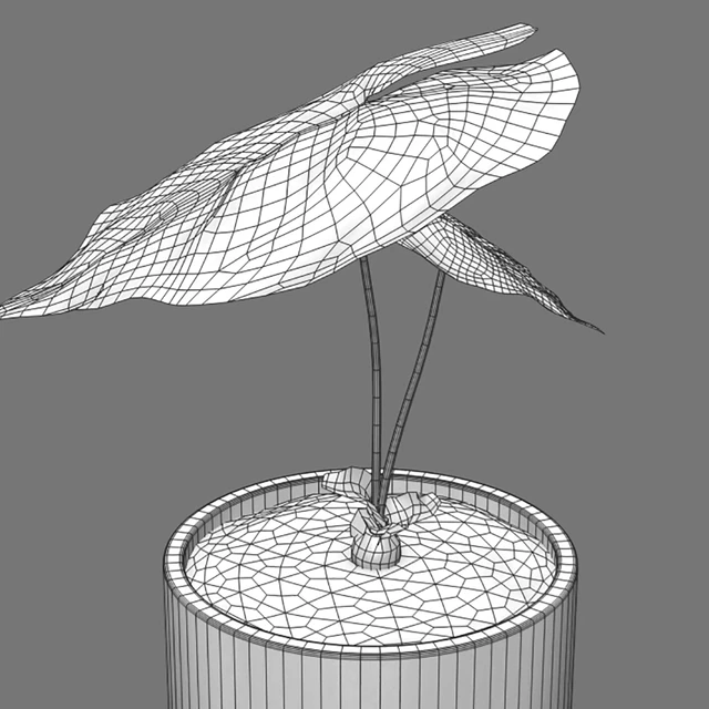Anthurium clarinervium — Descargar