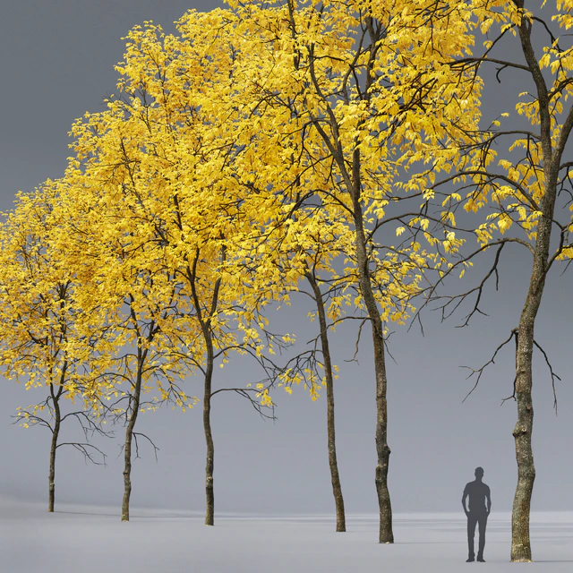 Ясень осенний | Ash-tree autumn #5 6 (21.2-22.6m) — Скачать