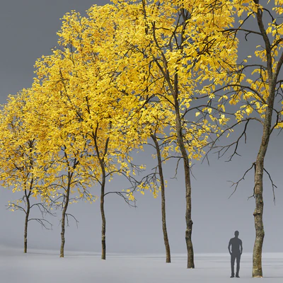 Ясень осенний | Ash-tree autumn #5 6 (21.2-22.6m) — Вид 3