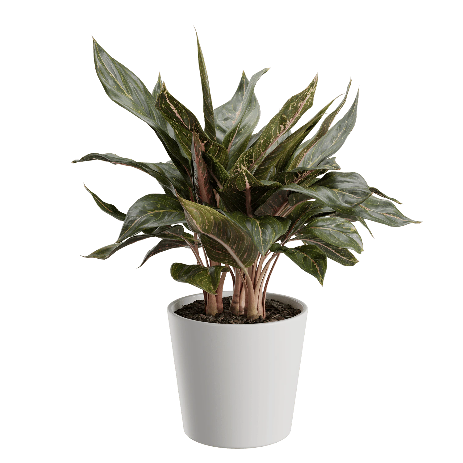 plant chinese evergreen — Descargar
