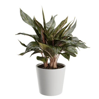 plant chinese evergreen — Descargar