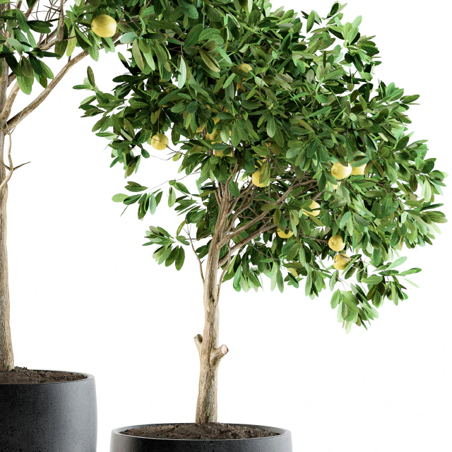 Outdoor Plants lemon tree - Set 97 — Descargar