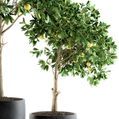 Outdoor Plants lemon tree - Set 97 — Ver 5