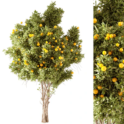 Orange Tree 01 — Вид 1