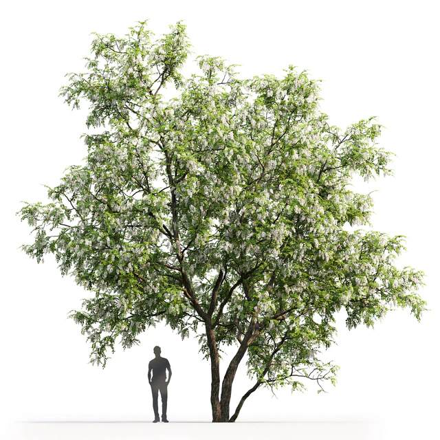 Белая акация | Robinia Pseudoacacia #5(9.5m) — Скачать