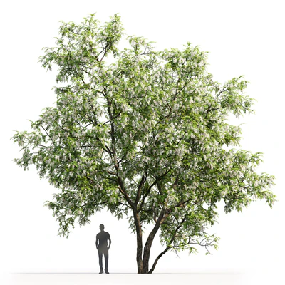 Белая акация | Robinia Pseudoacacia #5(9.5m) — Вид 3