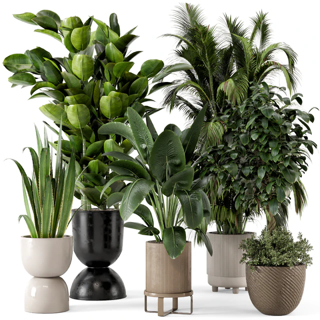 Indoor Plants in Ferm Living Bau Pot Large - Set 290 — Скачать