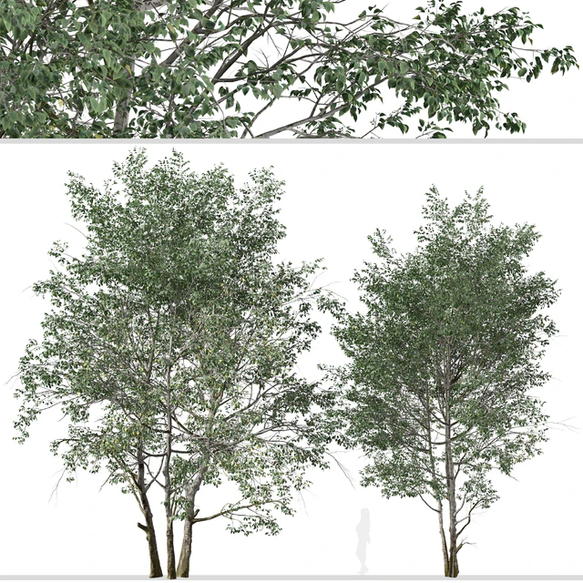 Set of Downy Birch Trees (Betula pubescens) (2 Trees) — Descargar