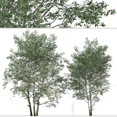 Set of Downy Birch Trees (Betula pubescens) (2 Trees) — Ver 5
