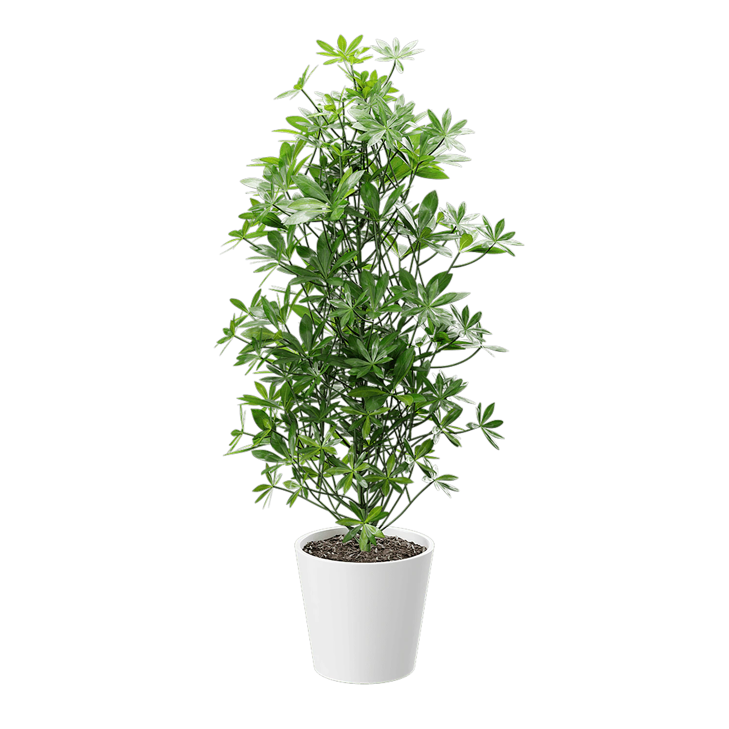 plant dwarf schefflera 002 — Descargar