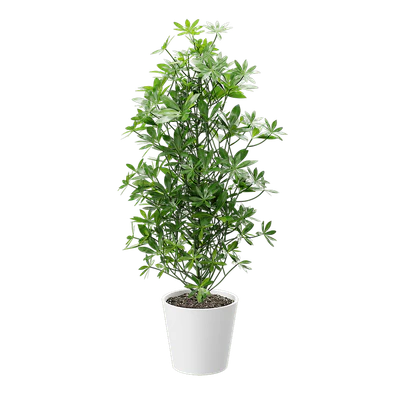 plant dwarf schefflera 002 — Descargar