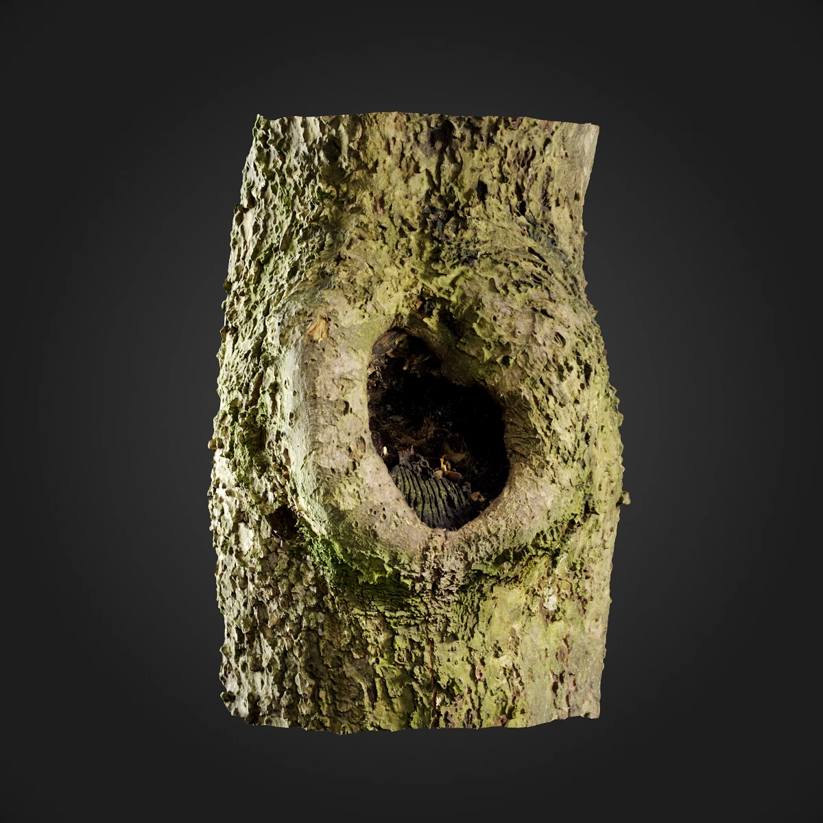 trees and barks 059 — Скачать