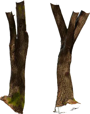 mossy tree 003 — Descargar