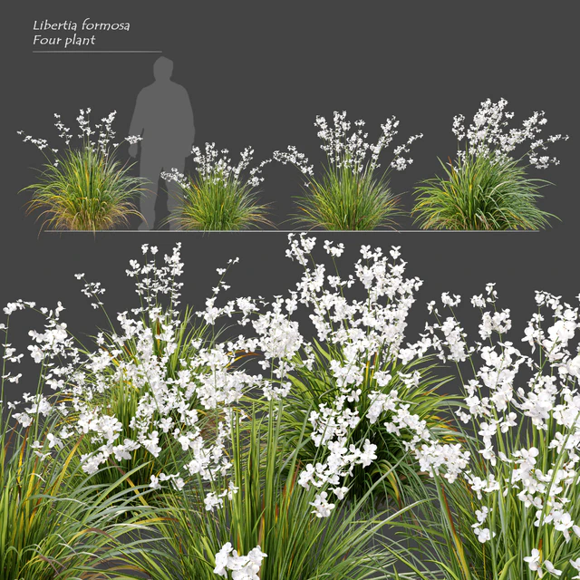 Libertia formosa — Descargar