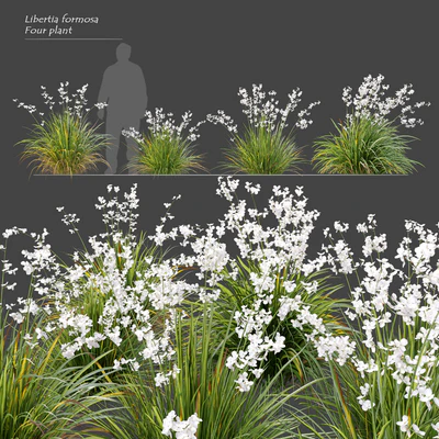 Libertia formosa — Ver 1