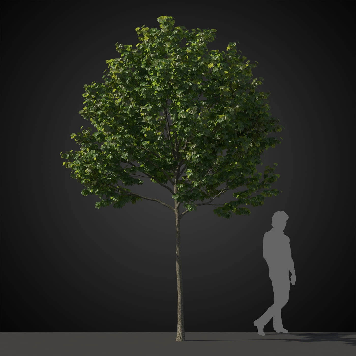 trees 038 — Скачать
