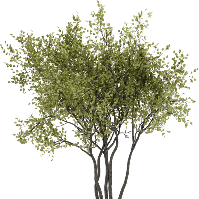 indoor plant set 31 — Descargar