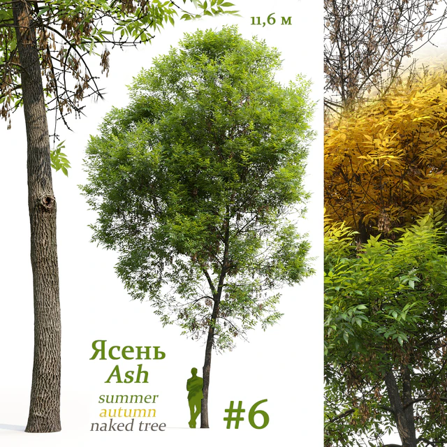Ash-tree / Fraxinus #6 — Descargar