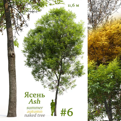 Ash-tree / Fraxinus #6 — Ver 1