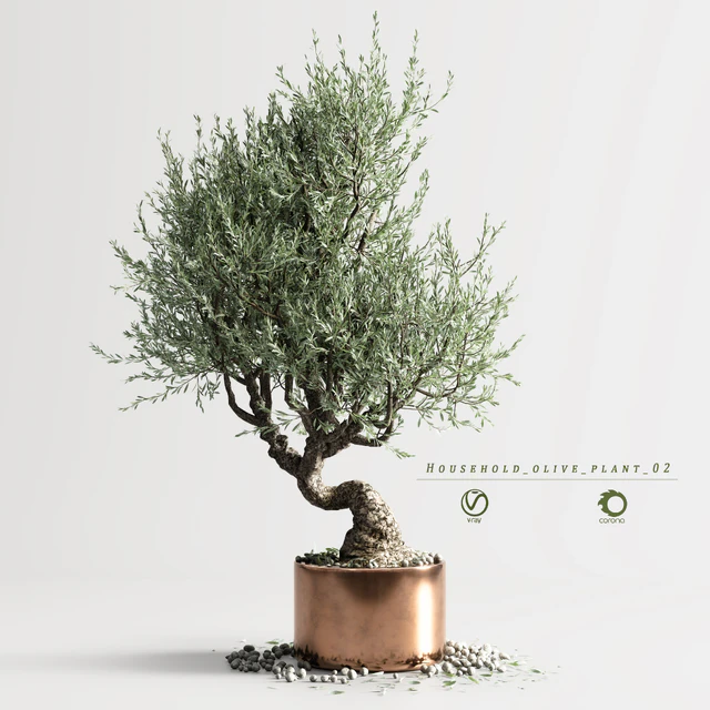 Household olive plant 02 — Скачать
