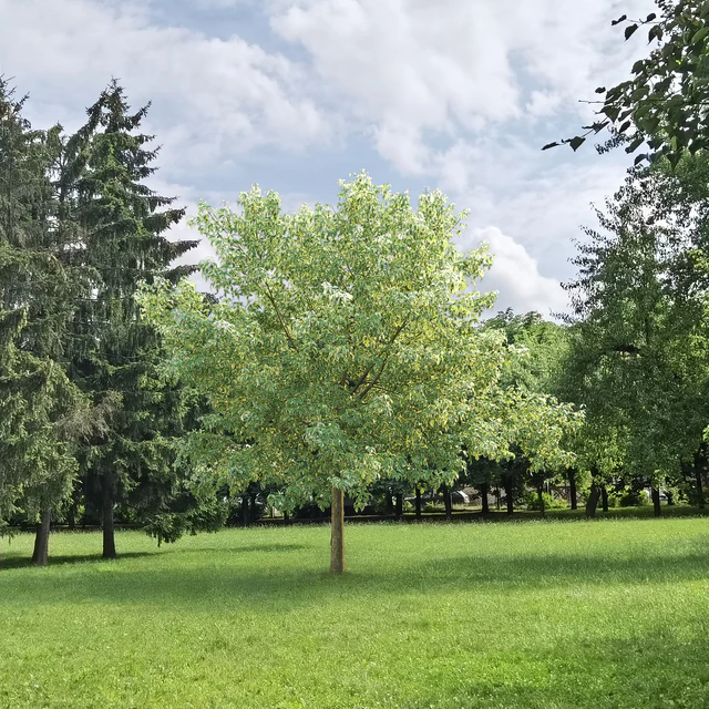 Acer Variegatum — Descargar