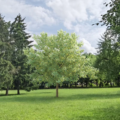 Acer Variegatum — Ver 7