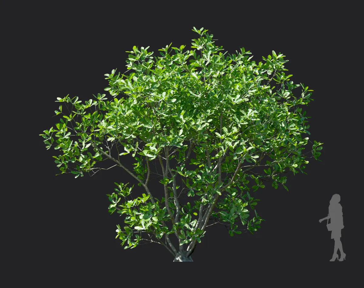 magnolia officinalis 002 — Descargar