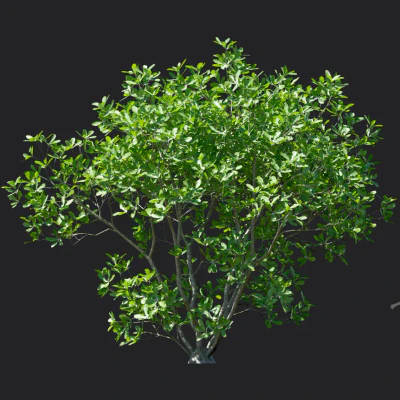 magnolia officinalis 002 — download