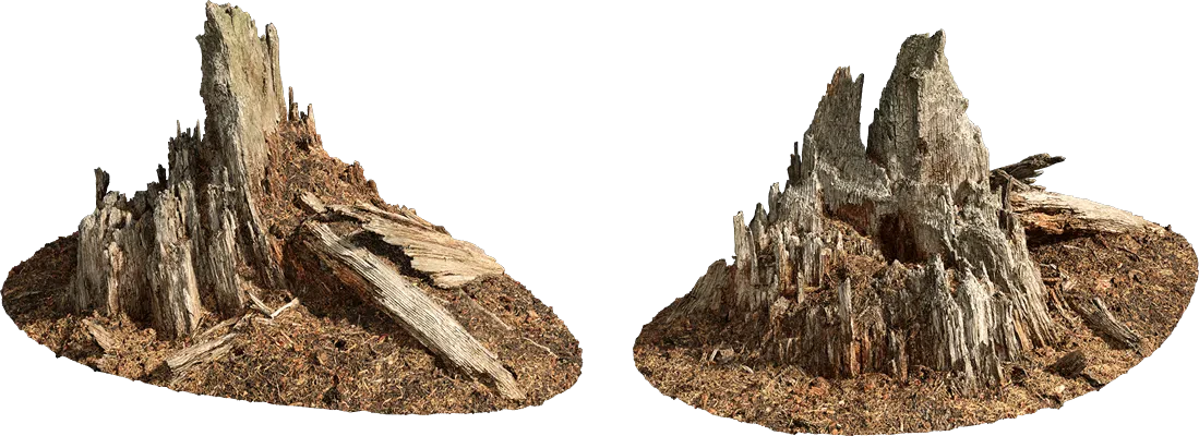 rotten tree stump 006 — Descargar