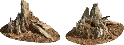 rotten tree stump 006 — Descargar