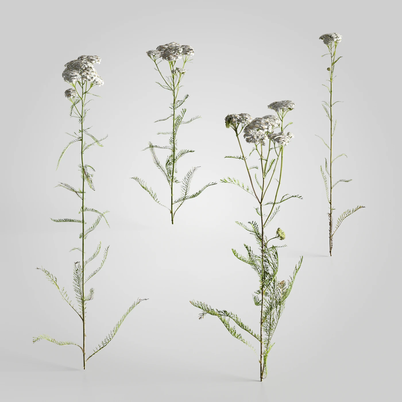plants and weeds 001 — Descargar