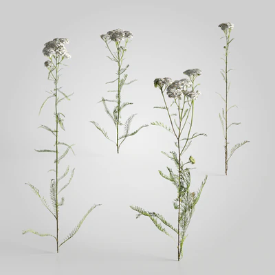 plants and weeds 001 — Descargar