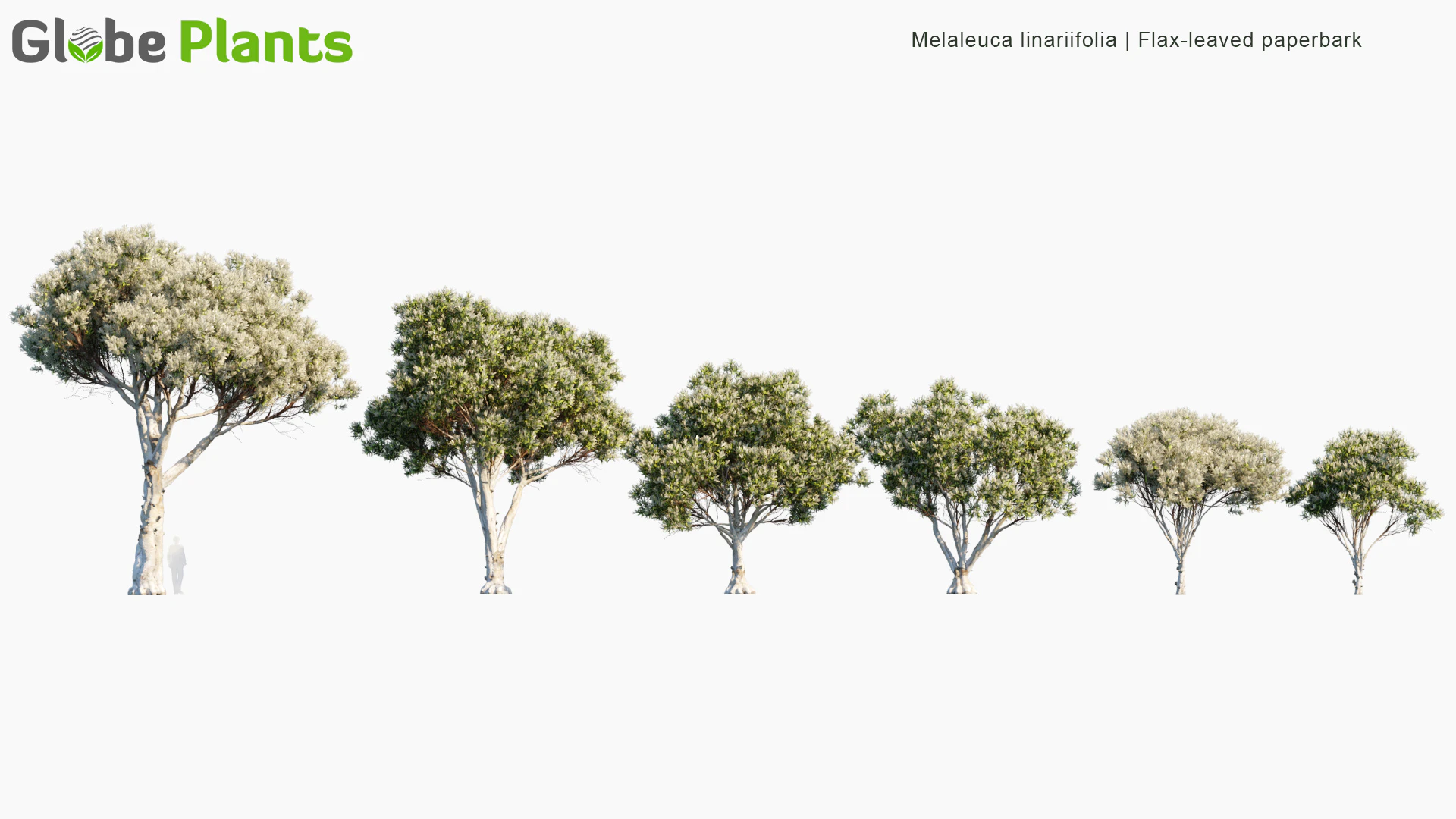 melaleuca linariifolia — Download
