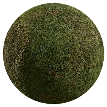 forest moss 004 — Descargar