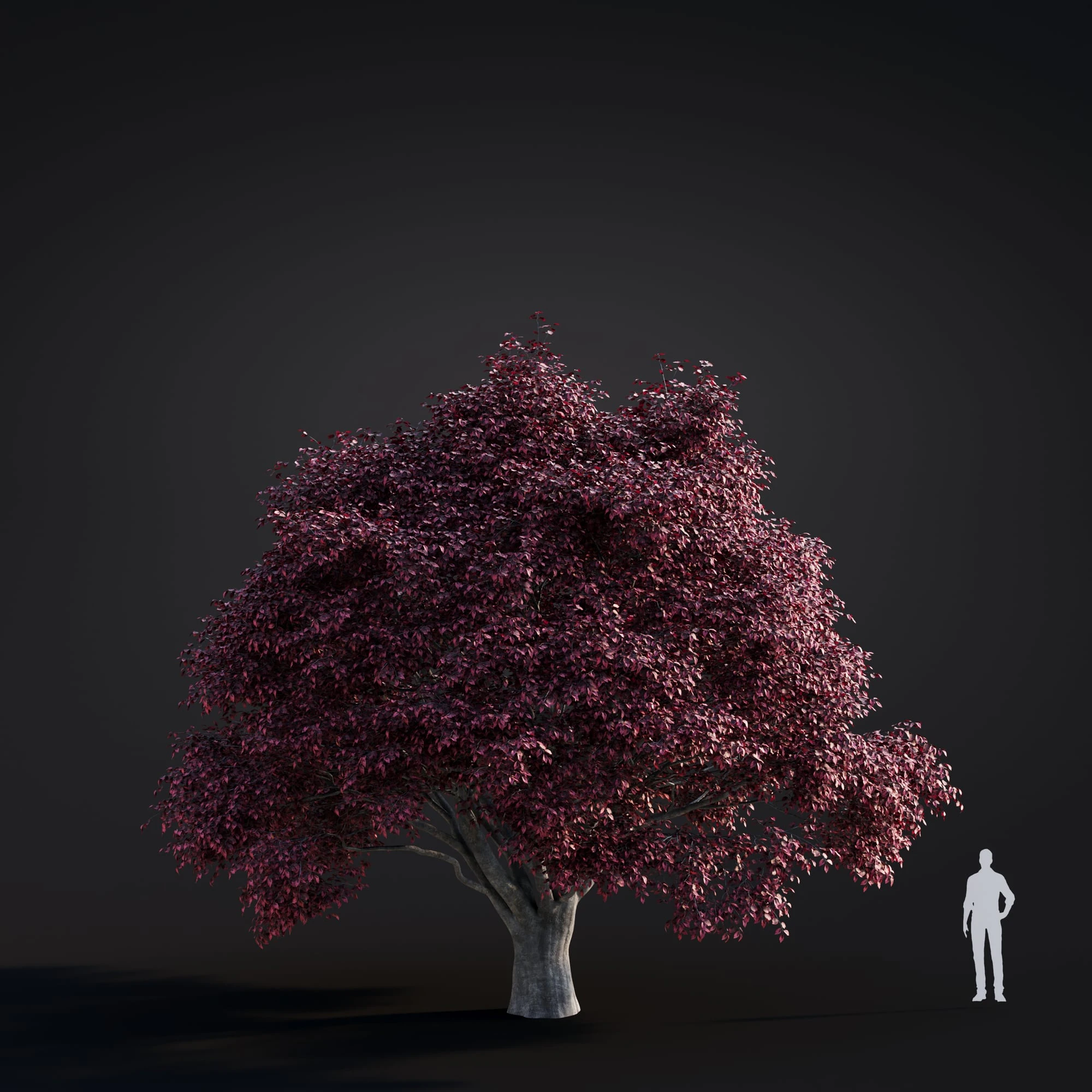 039 tricolor beech — Descargar
