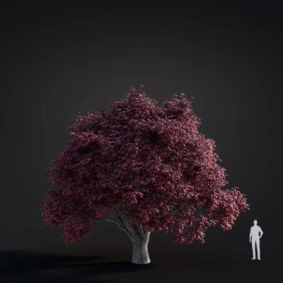 039 tricolor beech — Descargar