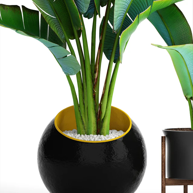 Collection of plants 79. Ravenala. Strelitzia, Ravenala, thickets, bushes, tropical, exotic, outdoor, flowerpot, banana palm — Descargar