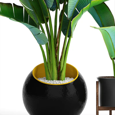 Collection of plants 79. Ravenala. Strelitzia, Ravenala, thickets, bushes, tropical, exotic, outdoor, flowerpot, banana palm — Ver 3