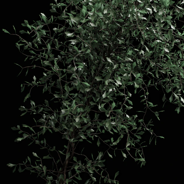 corocia plant — Скачать