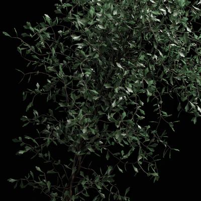 corocia plant — Вид 5