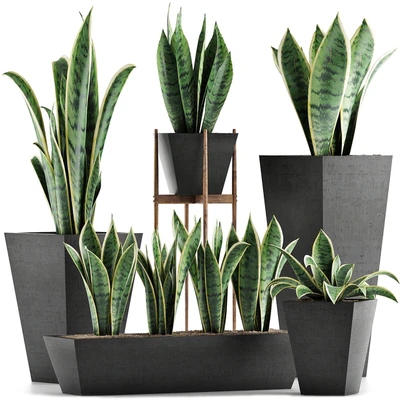 Plants Collection 29 — Ver 1