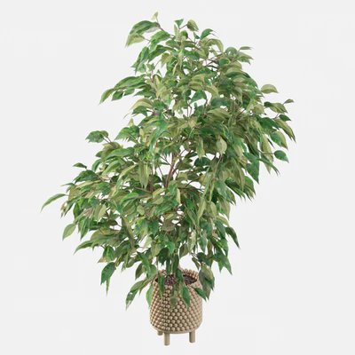 Plants collection 037 - Ficus benjamina 01 — Вид 4