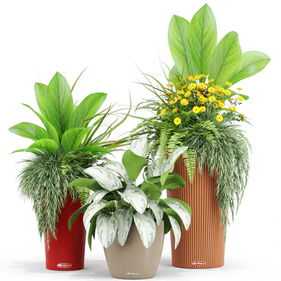 Plants collection 436 — Вид 5