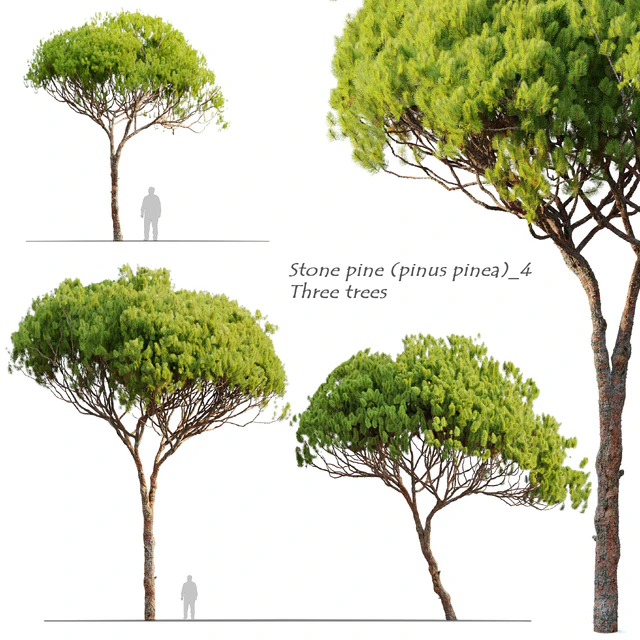 Stone pine 4 (Pinus pinea) — Descargar